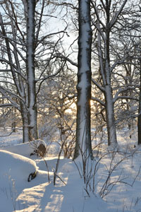 Veckans bild v 02 2025